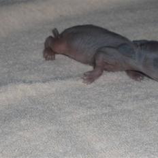 Kanin Springo *solgt*