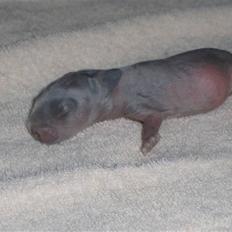 Kanin Springo *solgt*