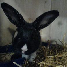 Kanin Beders † Copyright † 