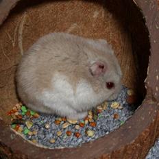 Dværghamster Junior