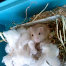 Dværghamster Junior