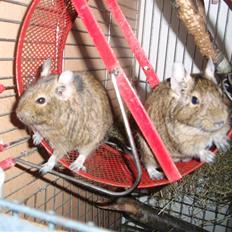 Degu Mille