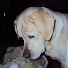 Dværghamster Mini *Rip*