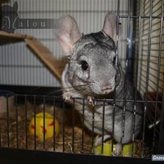 Chinchilla Malou!<3
