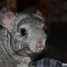 Chinchilla Malou!<3