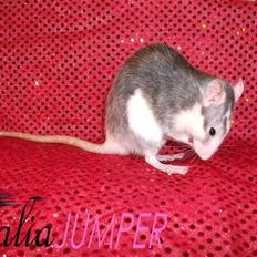 Tamrotte Dalia JUMPER<3<3 