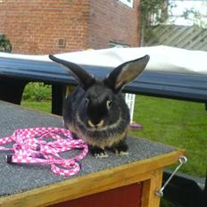 Kanin Imagins Rakastan *Solgt*