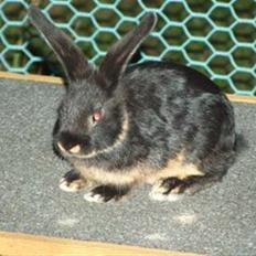 Kanin Imagins Rakastan *Solgt*