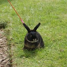 Kanin Imagins Rakastan *Solgt*