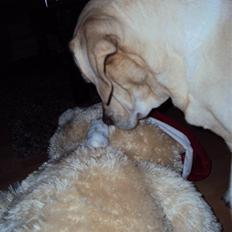 Dværghamster Mini *Rip*