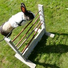 Kanin Hanssons Speedy Gonzales