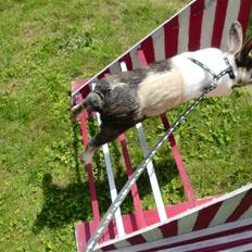 Kanin Hanssons Speedy Gonzales