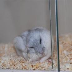 Dværghamster Ham Ham