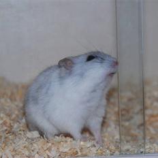 Dværghamster Ham Ham