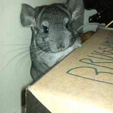 Chinchilla Blobber <3 Solgt