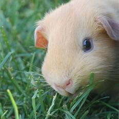 Marsvin Coldings Cornelia