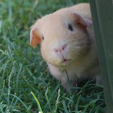 Marsvin Coldings Cornelia