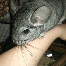 Chinchilla Blobber <3 Solgt