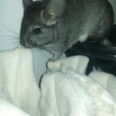 Chinchilla Blobber <3 Solgt