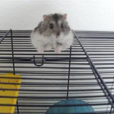 Dværghamster lille -død-