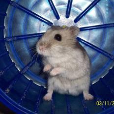 Dværghamster Hephaistion<3 