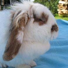 Kanin Nuga*min pige*<3