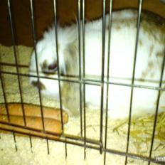 Kanin Nuga*min pige*<3