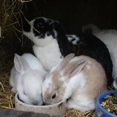 Kanin | † Ziggy's Liv R.I.P.