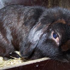 Kanin *Wilhelm* R.I.P