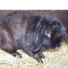 Kanin *Wilhelm* R.I.P