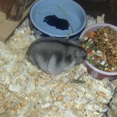 Dværghamster Anders