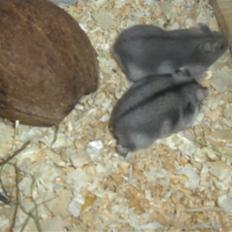 Dværghamster Anders