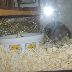 Dværghamster Anders