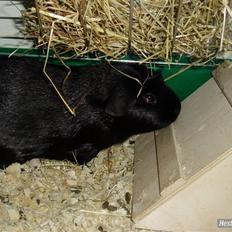 Marsvin Liljes Finlandia (Astrid)