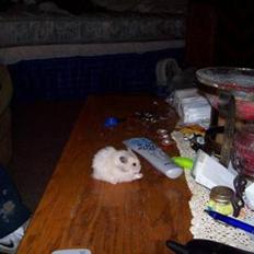 Hamster Teamspeed T7 LC DD