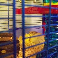 Hamster Teamspeed T7 LC DD