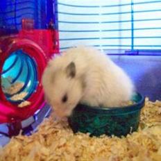 Hamster Teamspeed T7 LC DD