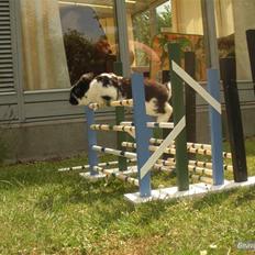 Kanin DV- Kashmir (STAMPE)