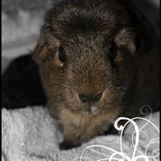 Marsvin Mika *RIP 20/6 2013*