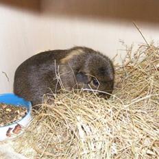 Marsvin Mika *RIP 20/6 2013*