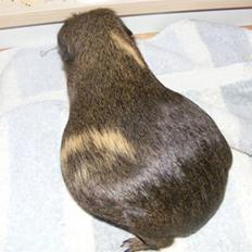 Marsvin Mika *RIP 20/6 2013*