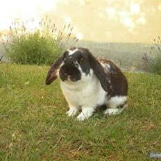 Kanin DV- Kashmir (STAMPE)