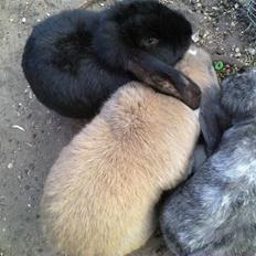 Kanin *Hr. Rosa* R.I.P