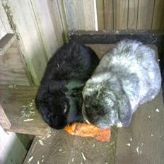 Kanin *Hr. Rosa* R.I.P