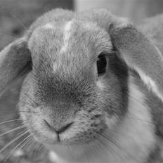 Kanin | Ziggy's Ronja R.I.P.