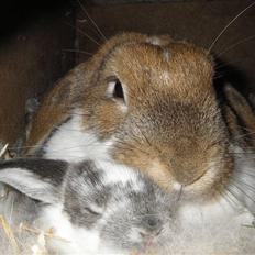 Kanin | Ziggy's Ronja R.I.P.