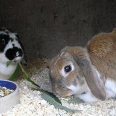 Kanin | Ziggy's Ronja R.I.P.