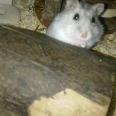 Dværghamster Dinnes 