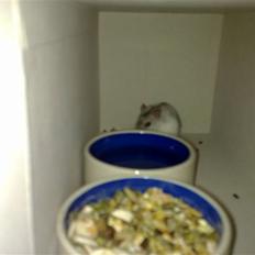 Dværghamster Dinnes 