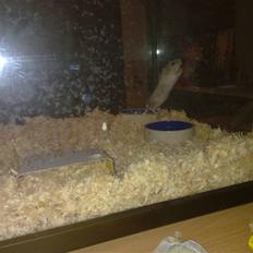 Dværghamster Dinnes 